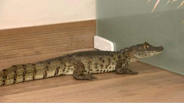 Jacaré encontrado em praia do ES passará por cirurgia para retirar anzol 