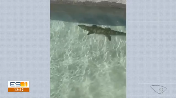 Jacaré foi resgatado e colocado em uma piscina