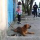 Imagem - Homem é detido após deixar cachorro preso fora de casa em Vila Velha