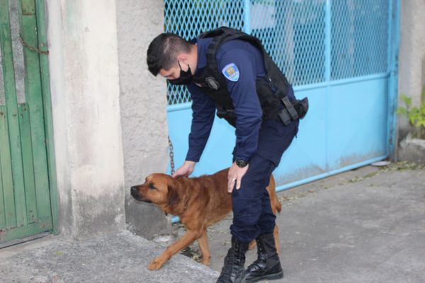 Dono afirmou que o cachorro era agressivo e por isso ficava preso do lado de fora da casa