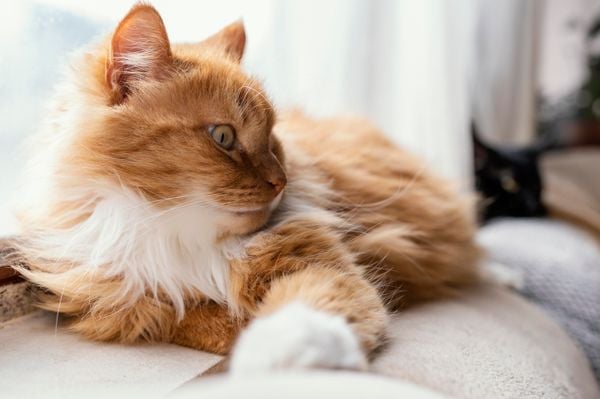 Como deixar seu gatinho mais calmo em casa: 10 dicas infalíveis