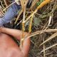 Imagem - Os bastidores da prisão do padrasto acusado de estuprar menina no ES