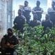 Imagem - PM apreende mais de 160 pés de maconha em Itapemirim, no Sul do ES