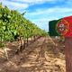 Vinhedo em Portugal/Vinho de Portugal