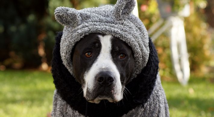 O tempo fresco e o vento mais gelado também exigem mais atenção com o pet. Confira 4 dicas para cuidar do seu animalzinho durante essa época do ano.