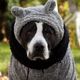 Imagem - Pets e frio: como alinhar os cuidados com os bichinhos no outono e inverno