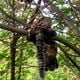 Imagem - Vídeo: jiboia devora sagui em área florestal de Brisamar, em Vila Velha