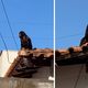 Imagem - Vídeo: macaco aparece em telhado e chama a atenção em São Mateus
