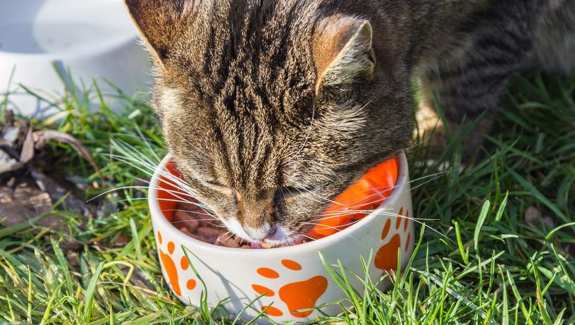Pet, gato, comida