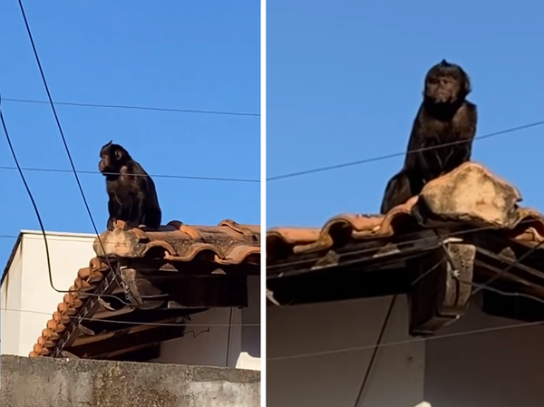 Macaco-prego aparece em telhado de casa em São Mateus