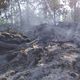 Imagem - Incêndio deixa rastro de destruição em área de vegetação de Sooretama