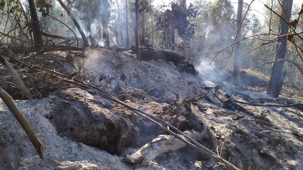 Incêndio atinge área de vegetação em Sooretama por Érika Carvalho 