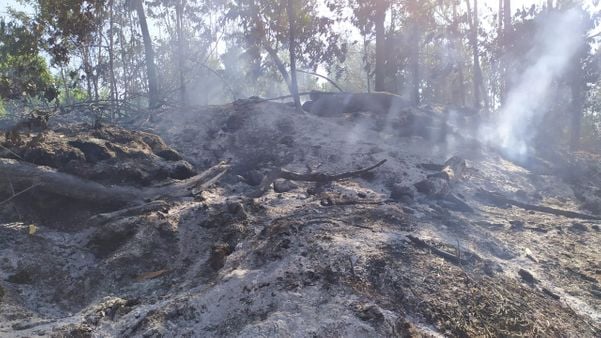 Incêndio atinge área de vegetação em Sooretama