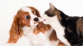 Para fazer a adaptação de gato e cachorro precisa de alguns cuidados, determinação e paciência