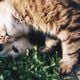 Imagem - RG de pet: governo inicia em janeiro cadastro nacional de cães e gatos