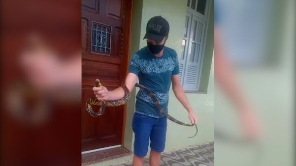 Homem segura cobra caninana, encontrada no Centro de Domingos Martins