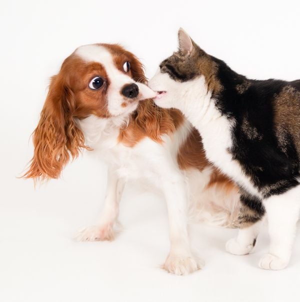 CACHORROS e GATOS engraçados brincando com OBJETOS ANIMADOS