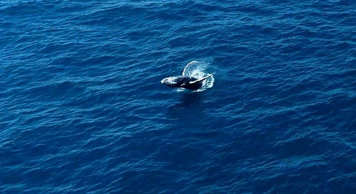 Embarque inicial da equipe foi feito na manhã dessa quinta-feira (27). O mamífero deu mais de 50 saltos a cerca de 15 km da costa de Vitória