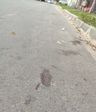 Foi possível ver marcas de sangue na rua onde o cachorro foi morto(Divulgação | CPI dos Maus-Tratos)