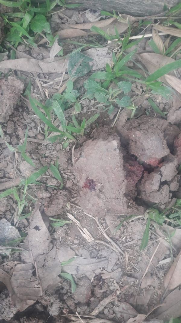 Nas áreas de vegetação próximo onde o crime foi cometido, era possível ver marcas de sangue por Divulgação | CPI dos Maus-Tratos