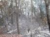 Incêndio atinge área de vegetação do Exército em Vila Velha(Divulgação/Corpo de Bombeiros)