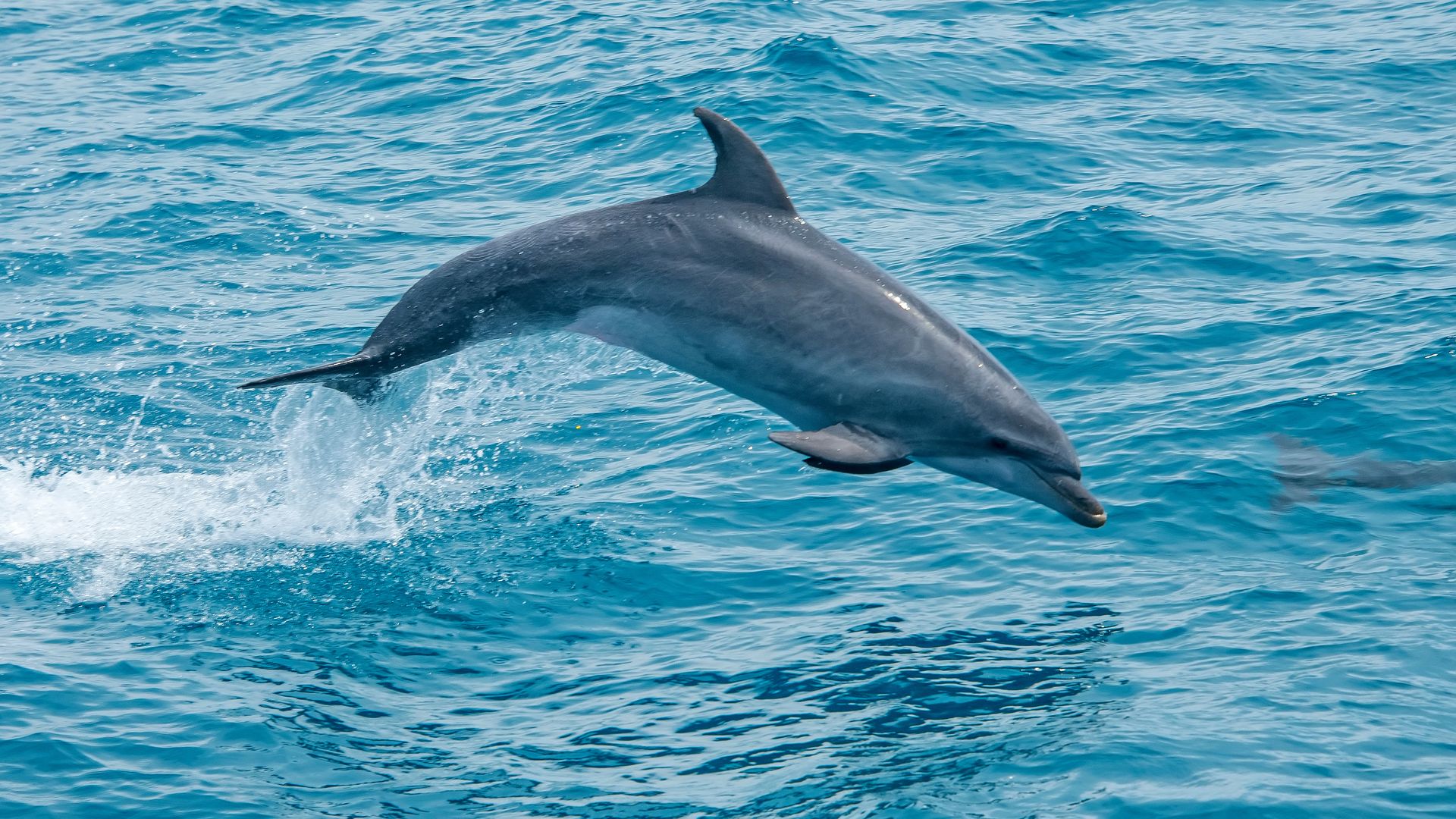 Golfinho-nariz-de-garrafa (Tursiops truncatus) pode ser visto ao longo de todo o ano no litoral do Espírito Santo