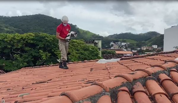Bombeiros resgatam gato preso no telhado de casa em Vitória