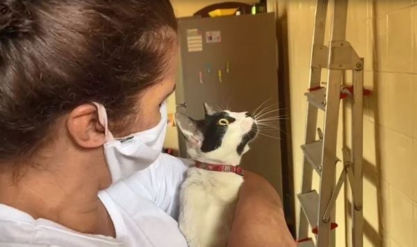 Bombeiros resgatam gato preso no telhado de casa em Vitória