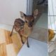 Imagem - Linhares: 80 animais silvestres em cativeiro já foram resgatados em 2021