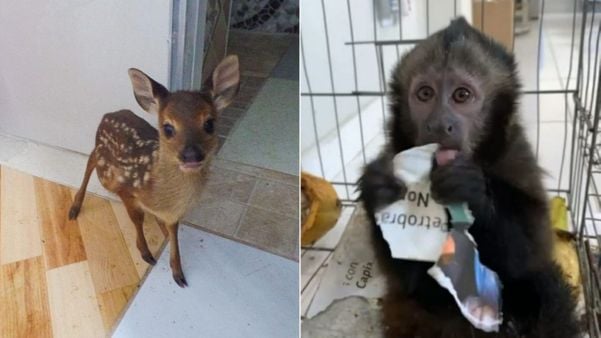 Animais silvestres resgatados em Linhares 