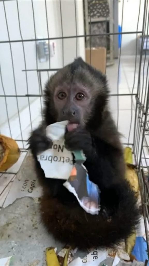 Animais silvestres resgatados em Linhares por Divulgação