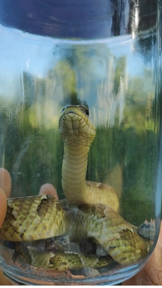 Animais silvestres resgatados em Linhares por Divulgação