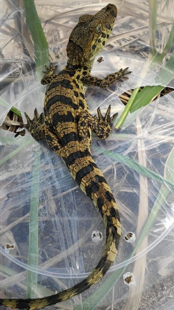 Animais silvestres resgatados em Linhares por Divulgação