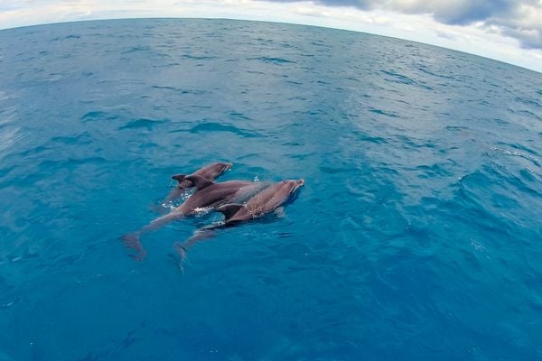 Grupo de três indivíduos da espécie Tursiops truncatus, popularmente conhecida como golfinho-nariz-de-garrafa