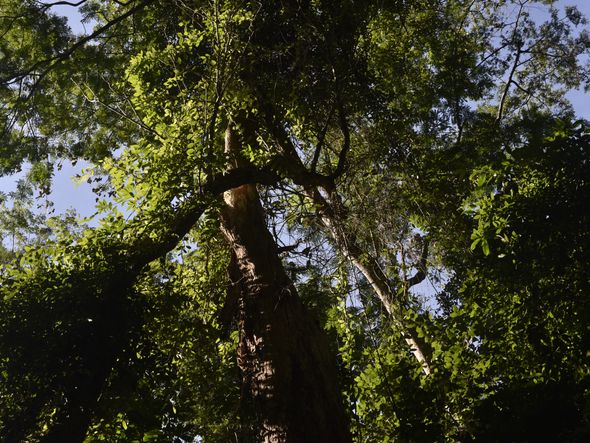 O silêncio da mata é apenas um dos atrativos do Mestre Álvaro por Ricardo Medeiros