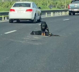 Cadela protege corpo de cão que morreu atropelado na BR 101, em Guarapari