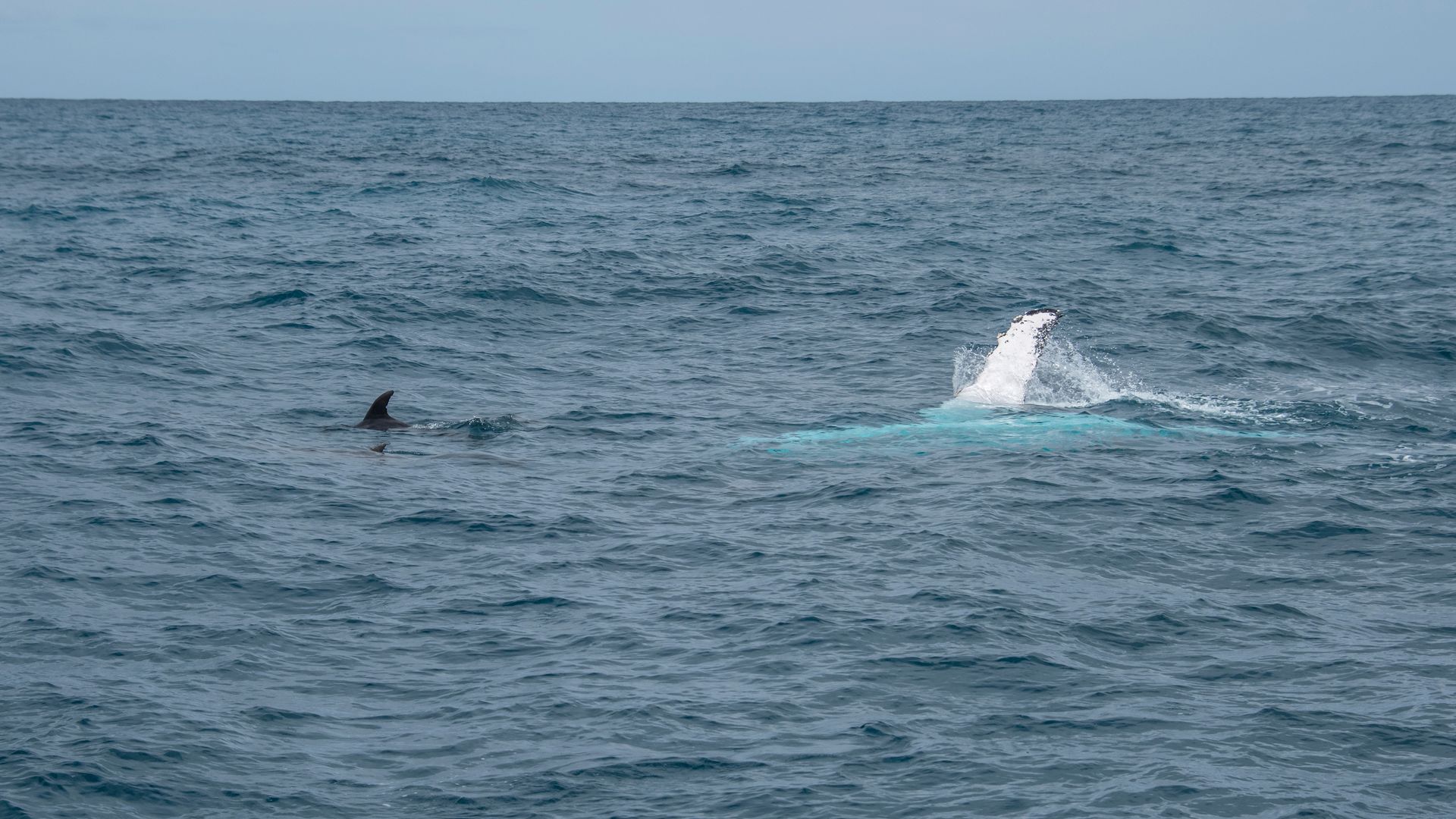 Golfinho nada ao lado de uma baleia Jubarte, no litoral do Espírito Santo