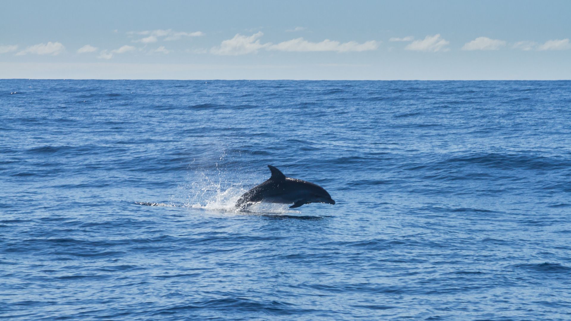 Um golfinho-nariz-de-garrafa (Tursiops truncatus) flagrado no mar do Espírito Santo