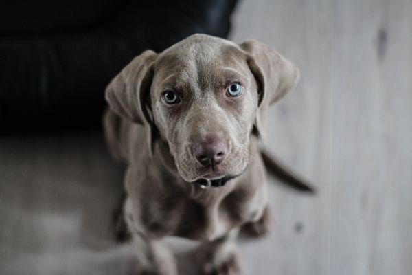 As situações que colocam em risco seu animal em casa