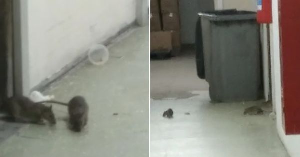 Ratos foram flagrados em corredores de hospital na Serra