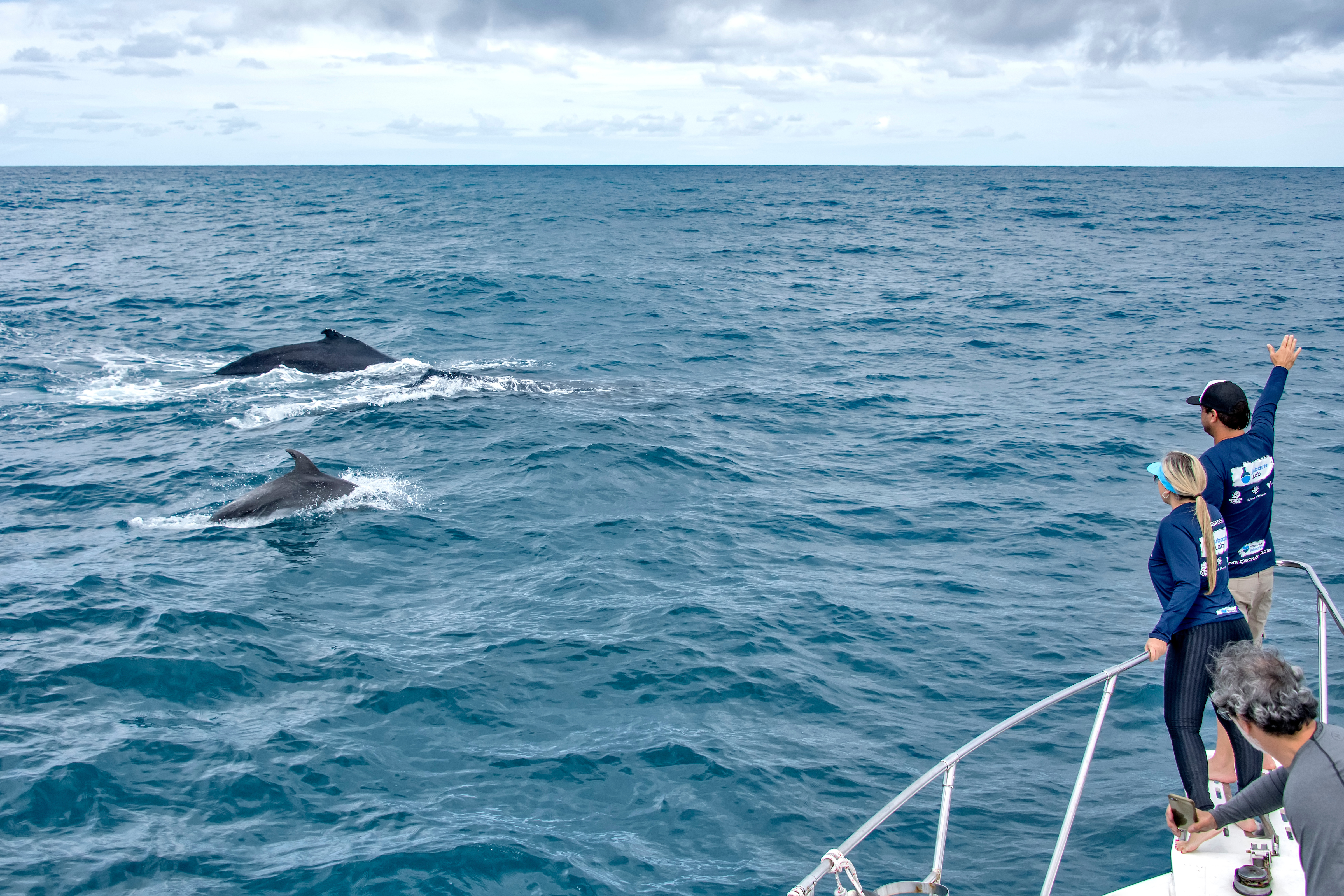 A poucos metros de distância, pesquisadores tiveram o privilégio de ver golfinho nadar ao lado de uma baleia Jubarte