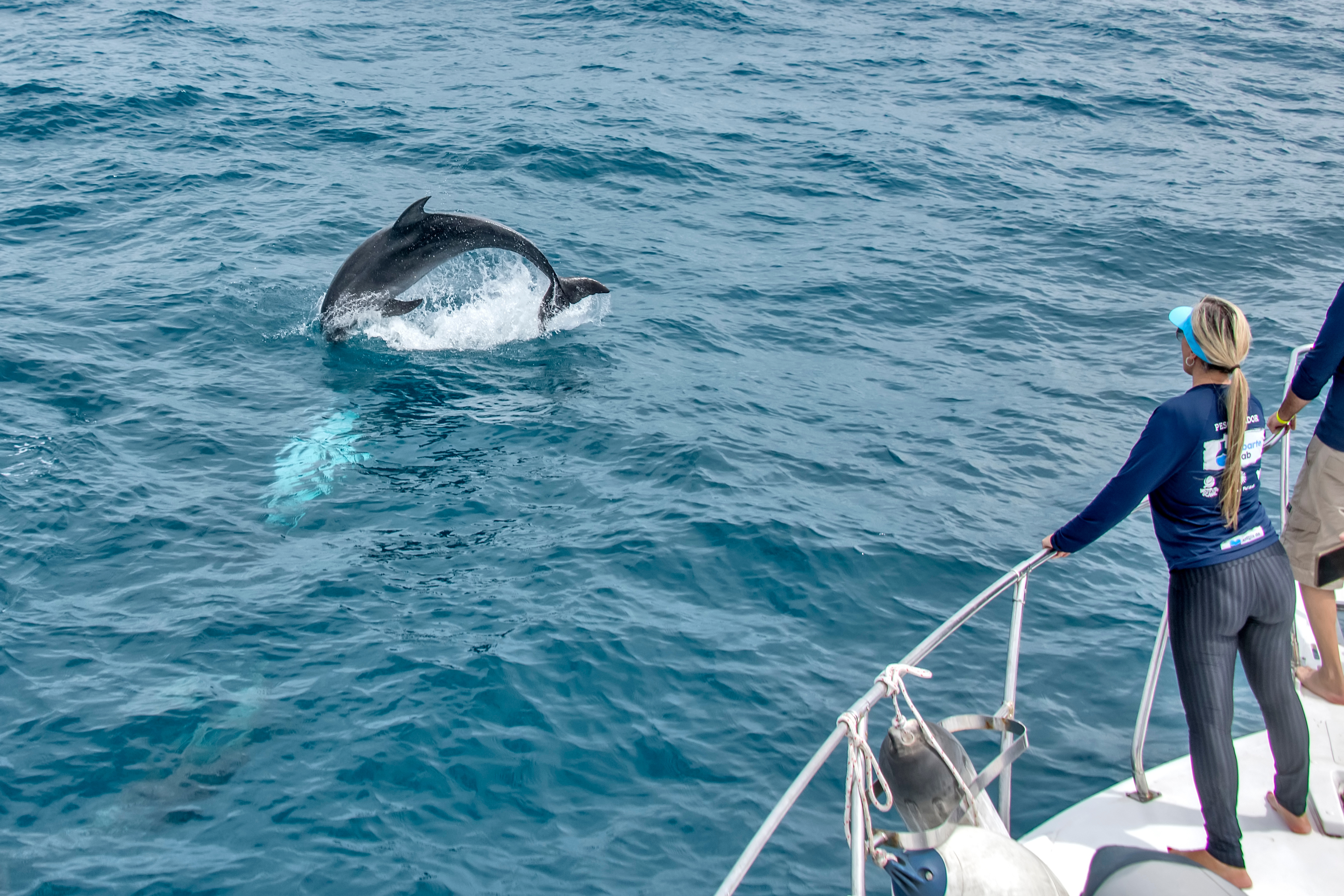 A poucos metros do barco: golfinho salta e dá um show de beleza