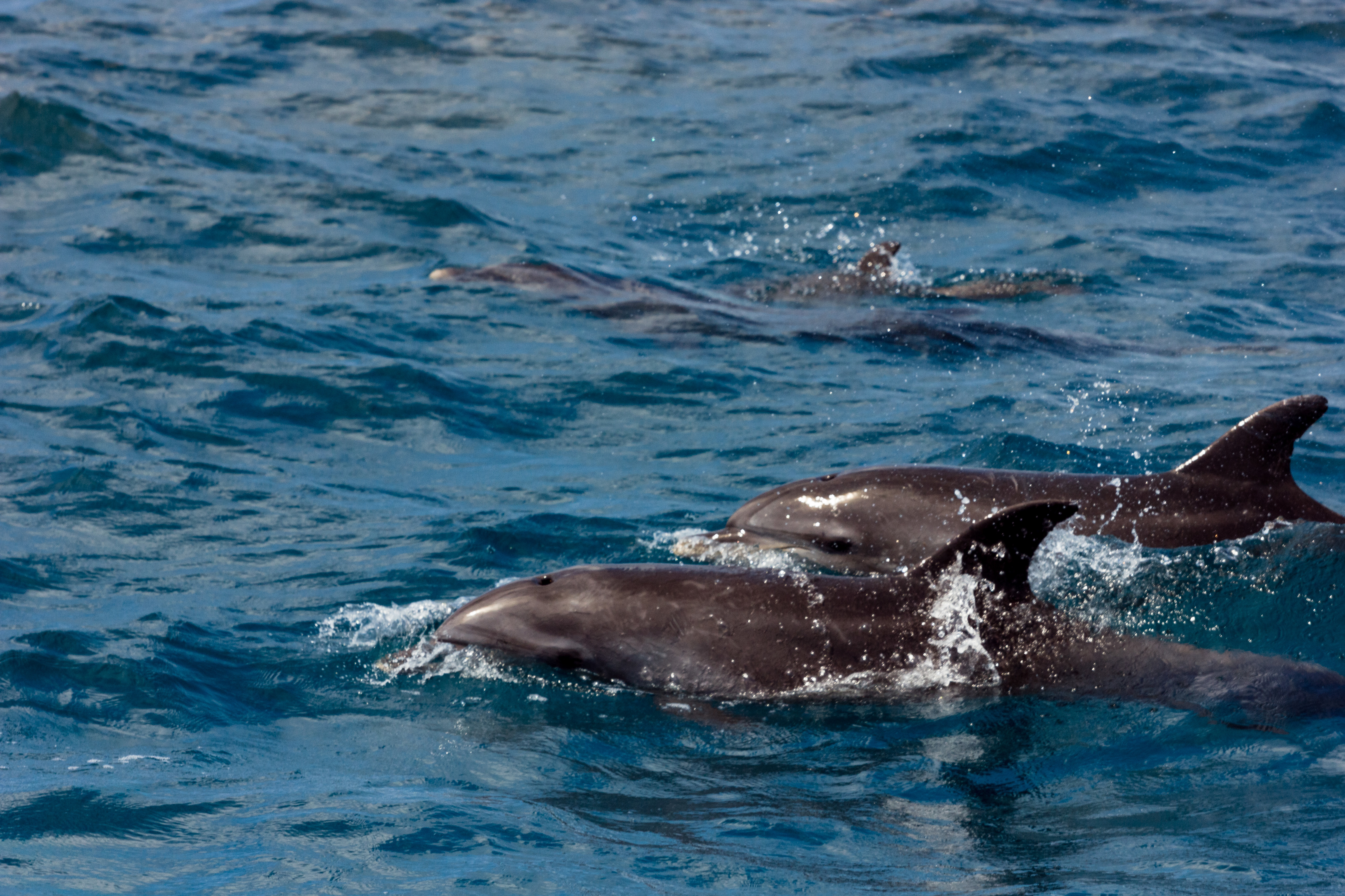 Enquanto nadam, golfinhos podem aparecer na superfície do mar