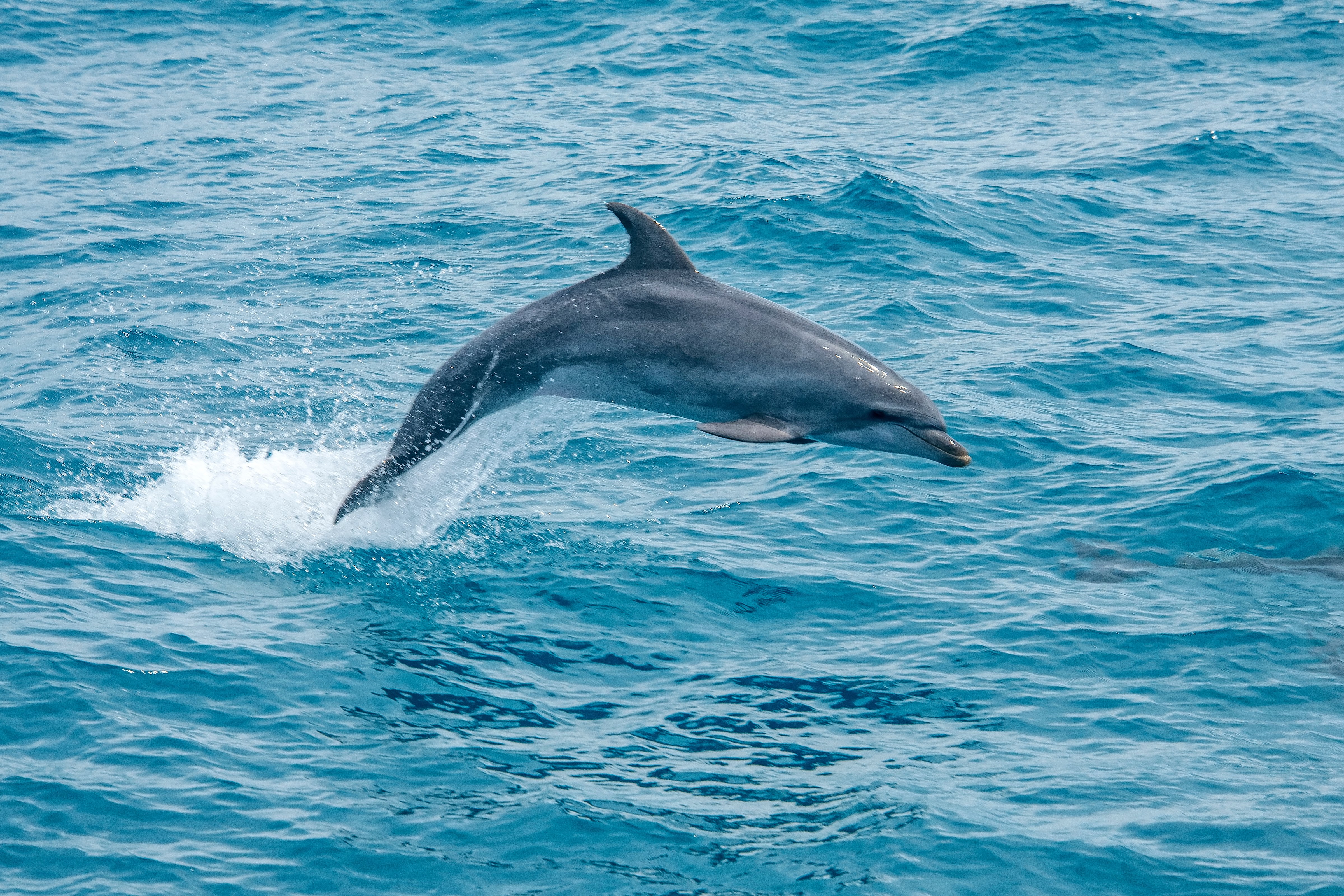 Golfinho salta bem na frente de embarcação com pesquisadores capixabas