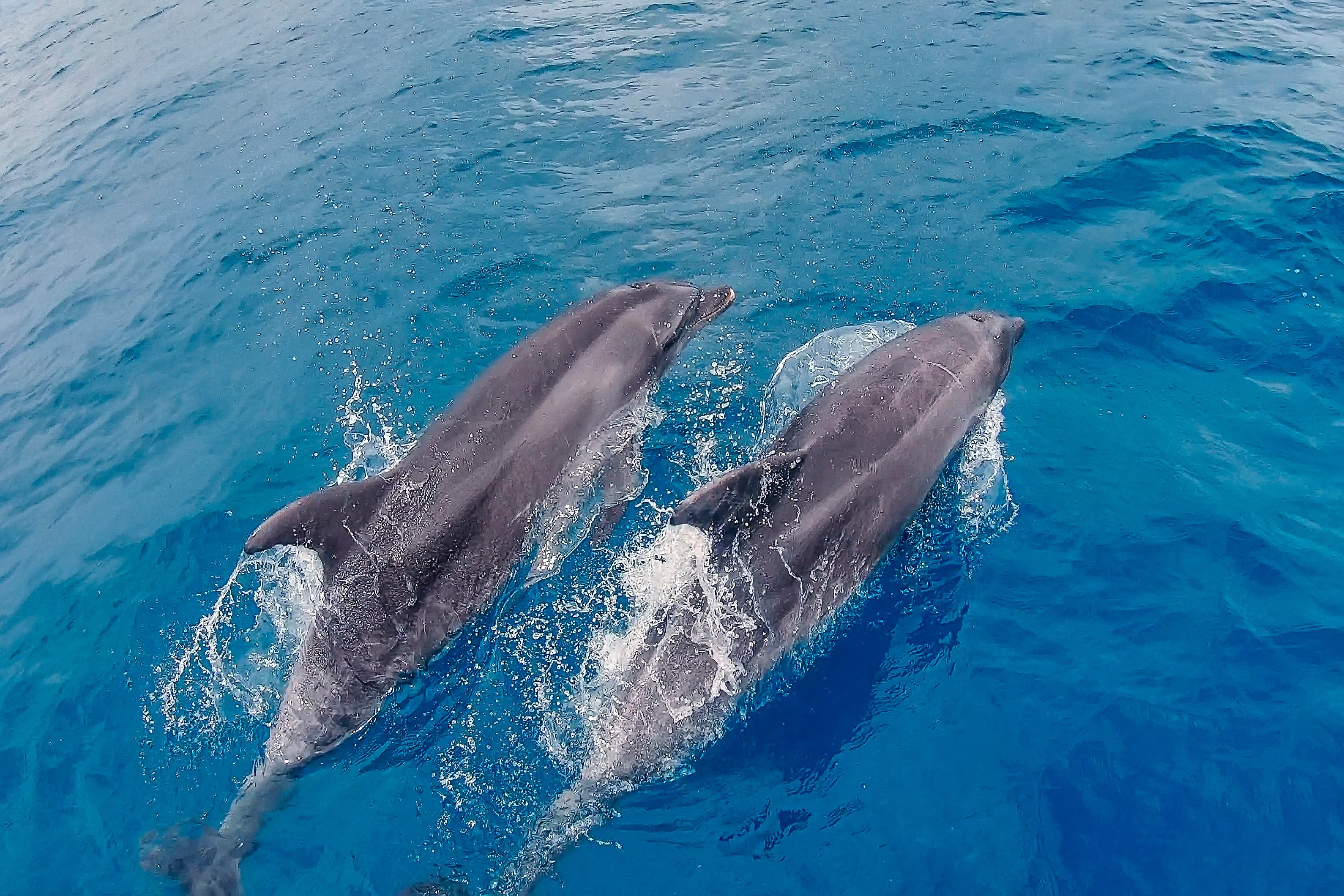 Golfinhos fizeram quase um nado sincronizado no mar do ES