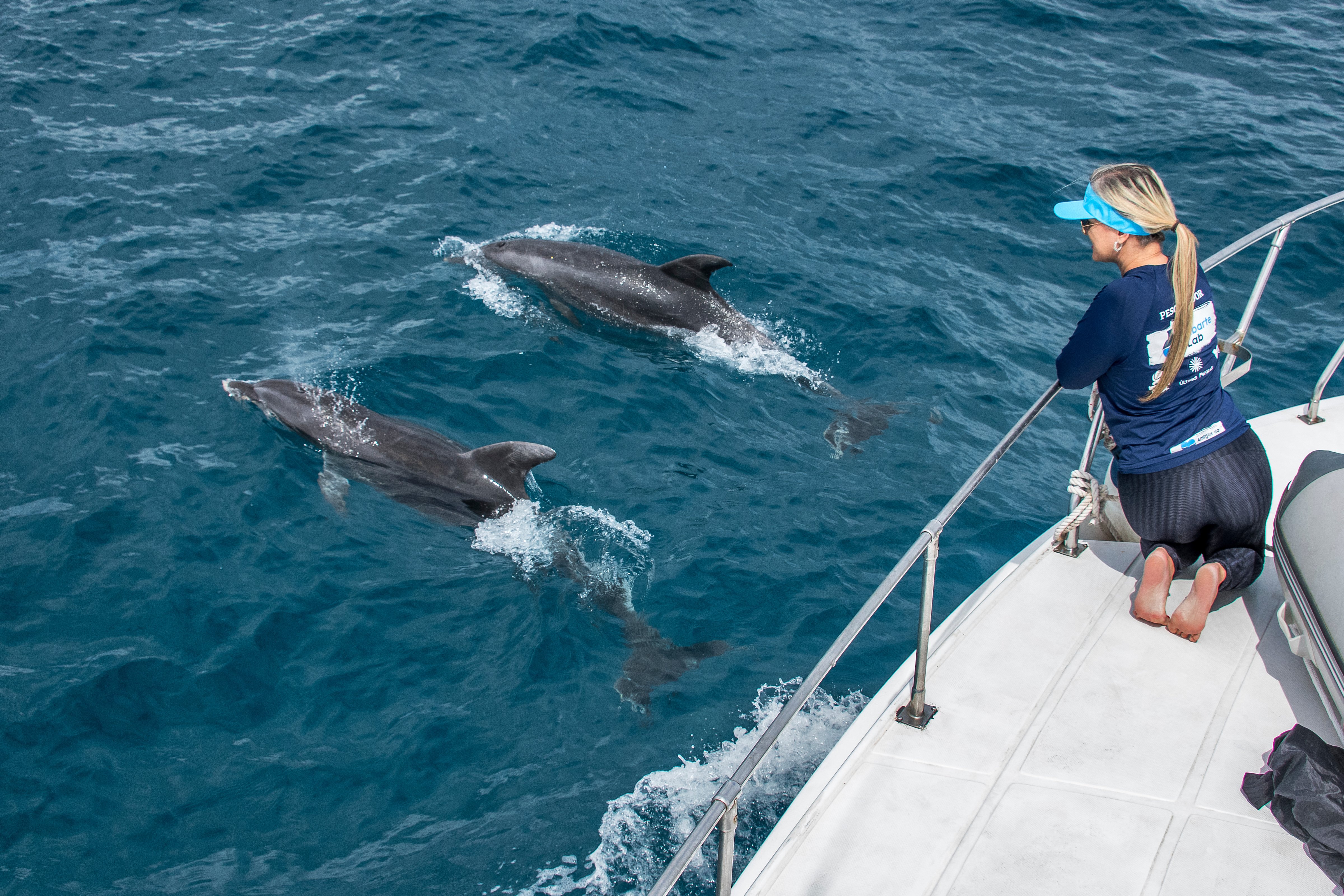 Golfinhos nadam do lado de embarcação do Projeto Amigos da Jubarte