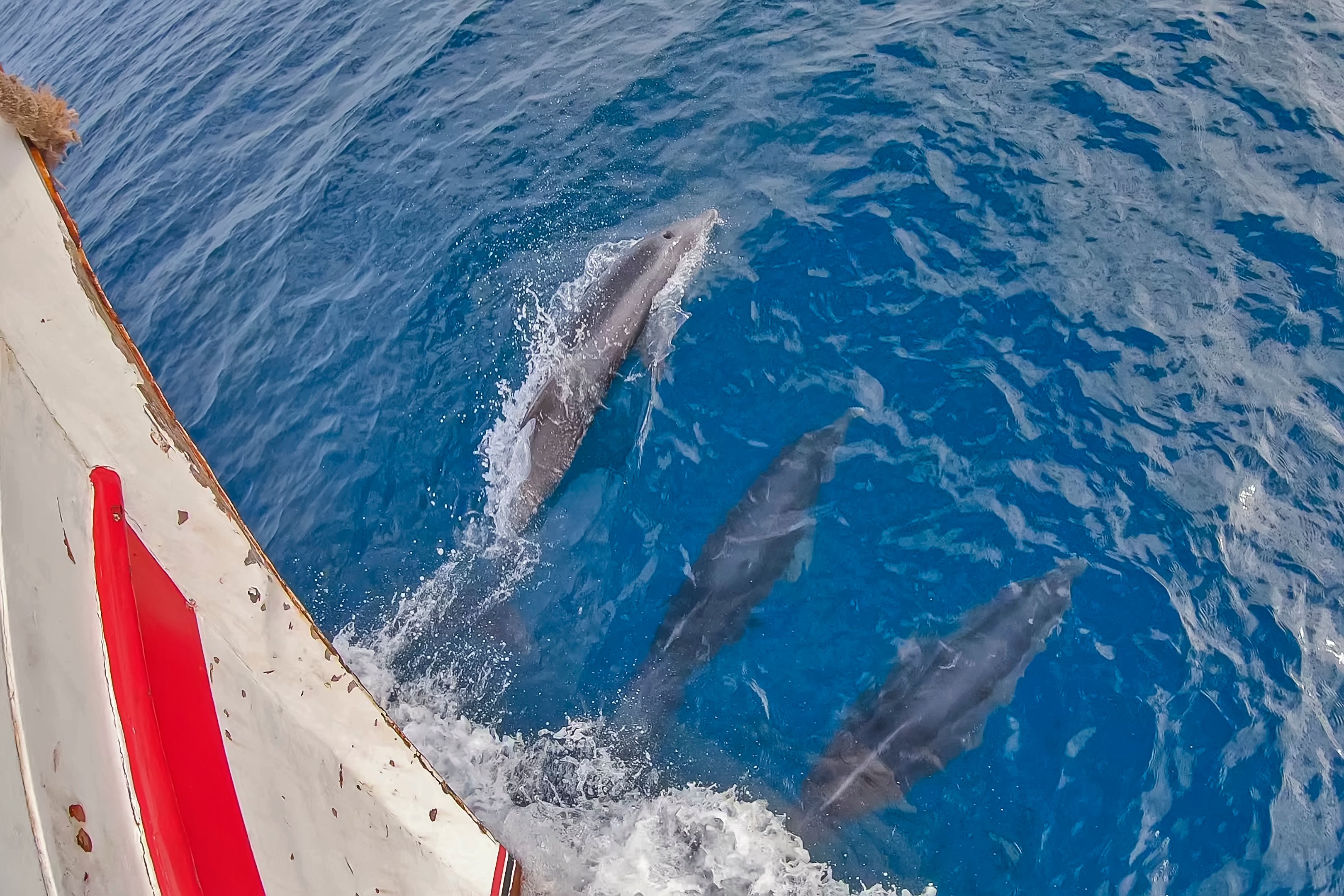 Golfinhos passam bem perto de embarcação utilizada por pesquisadores no Espírito Santo