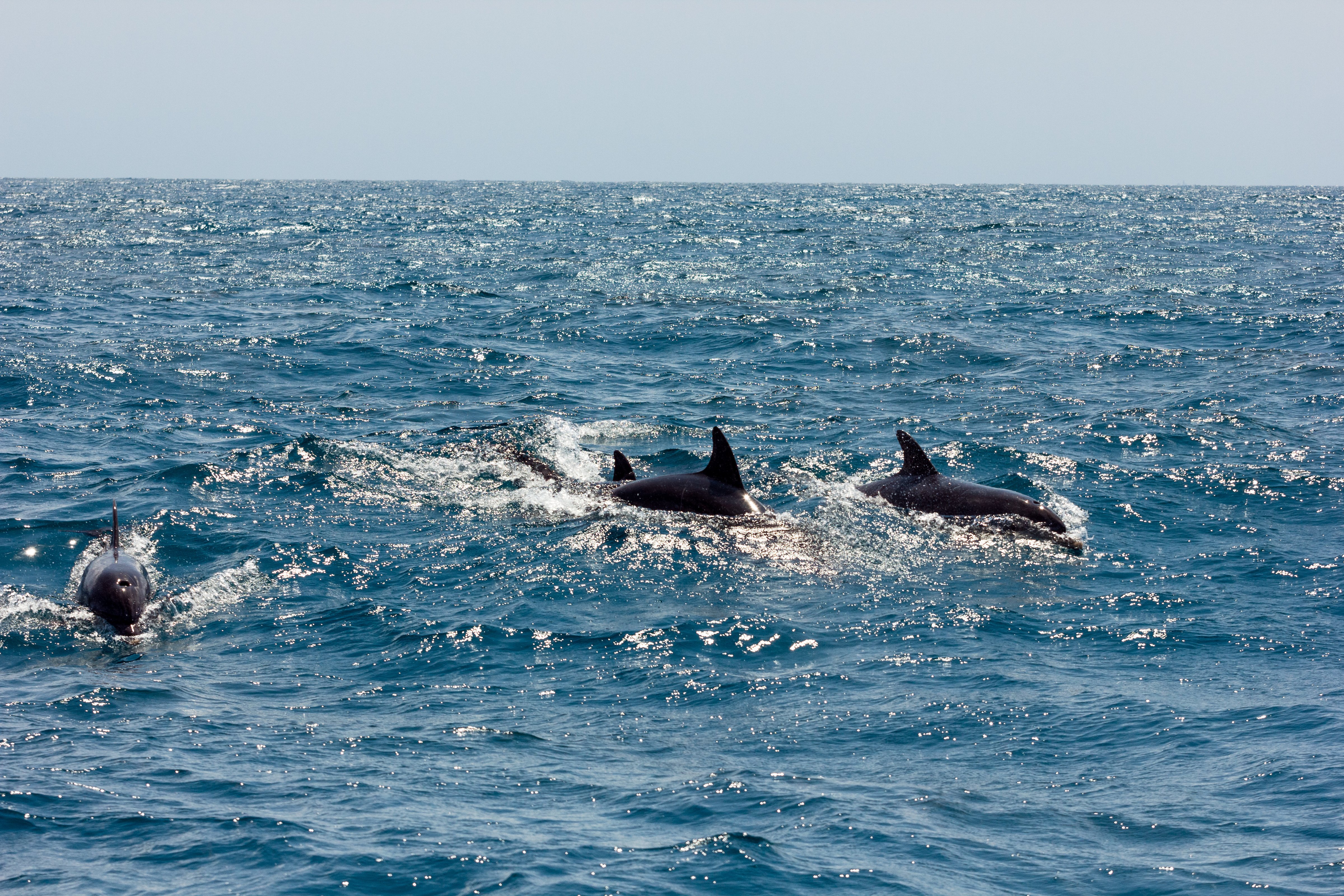 Golfinhos têm o costume de viverem em grupos