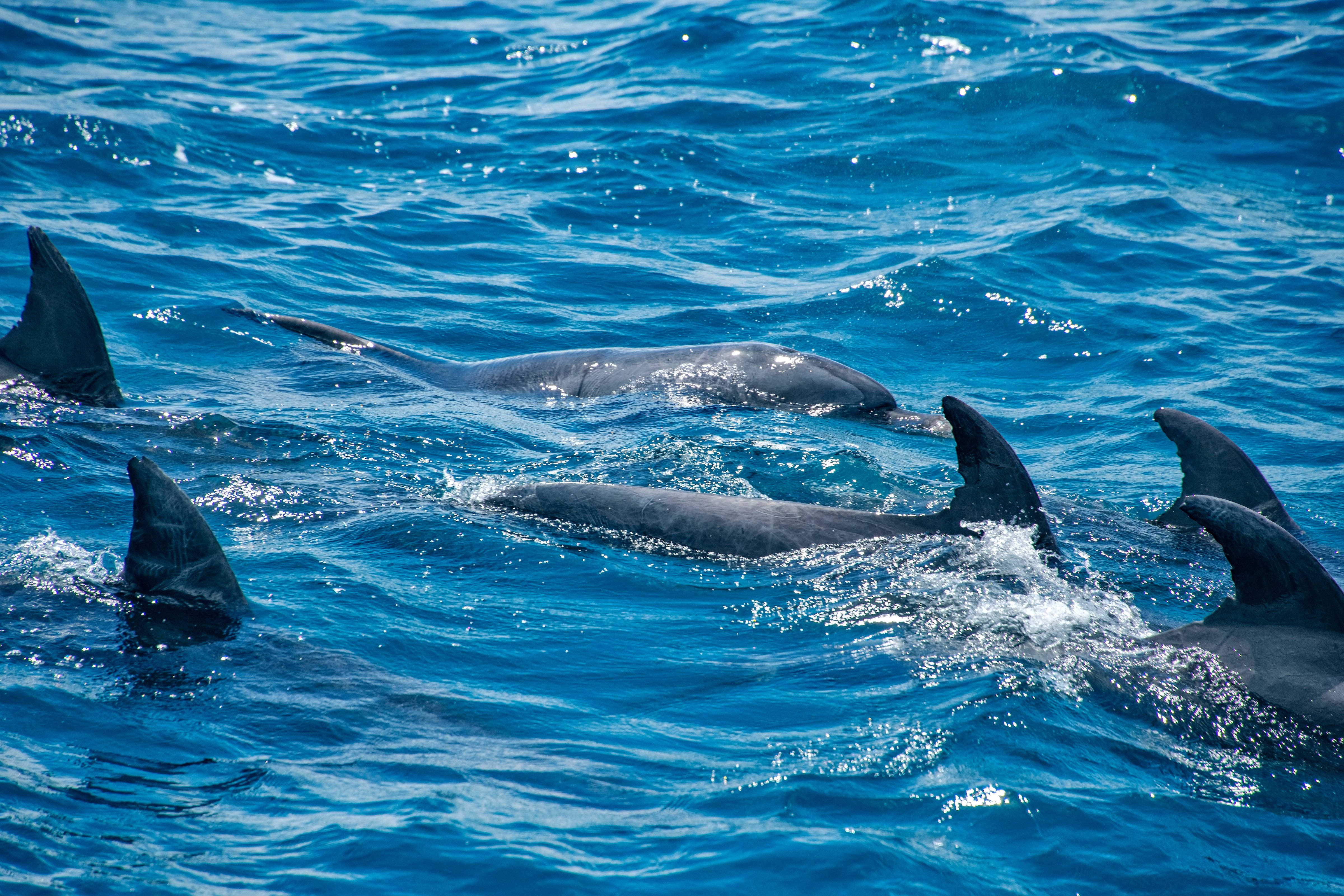 Grupo de seis golfinhos-nariz-de-garrafa (Tursiops truncatus) é flagrado nadando no mar da Capital capixaba
