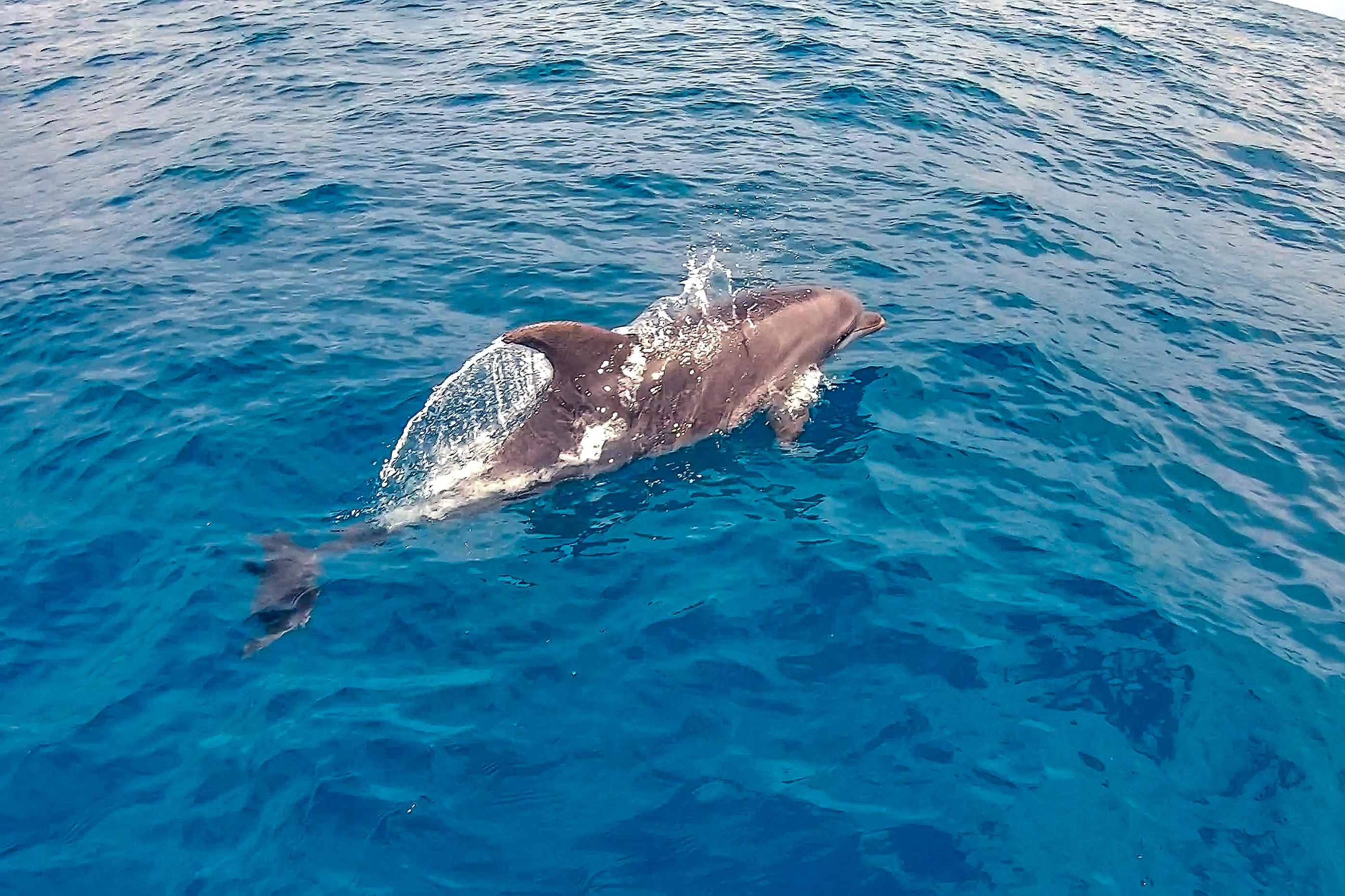 Imagens de golfinhos dão um show à parte na beleza natural capixaba